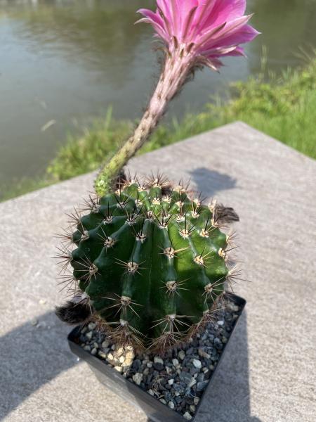 Echinopsis Hybr. magenta